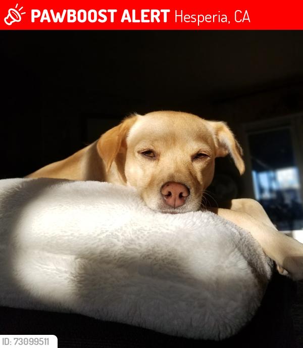 Lost Female Dog last seen Dunkirk and Madera ave, Hesperia, CA 92345