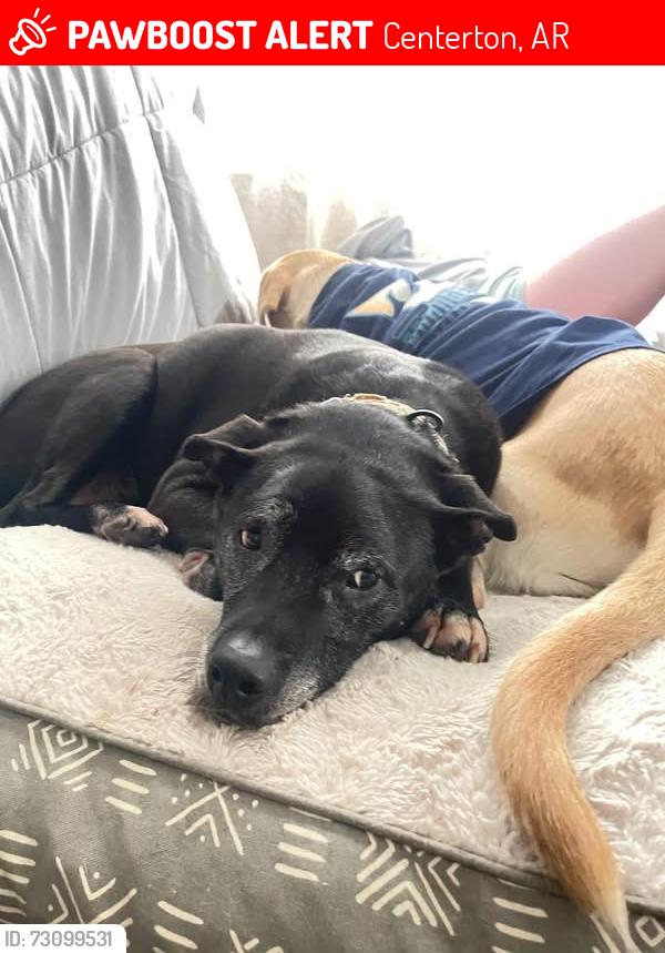 Lost Female Dog last seen Bliss st in Centerton, Centerton, AR 72719