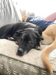 Lost Female Dog last seen Bliss st in Centerton, Centerton, AR 72719