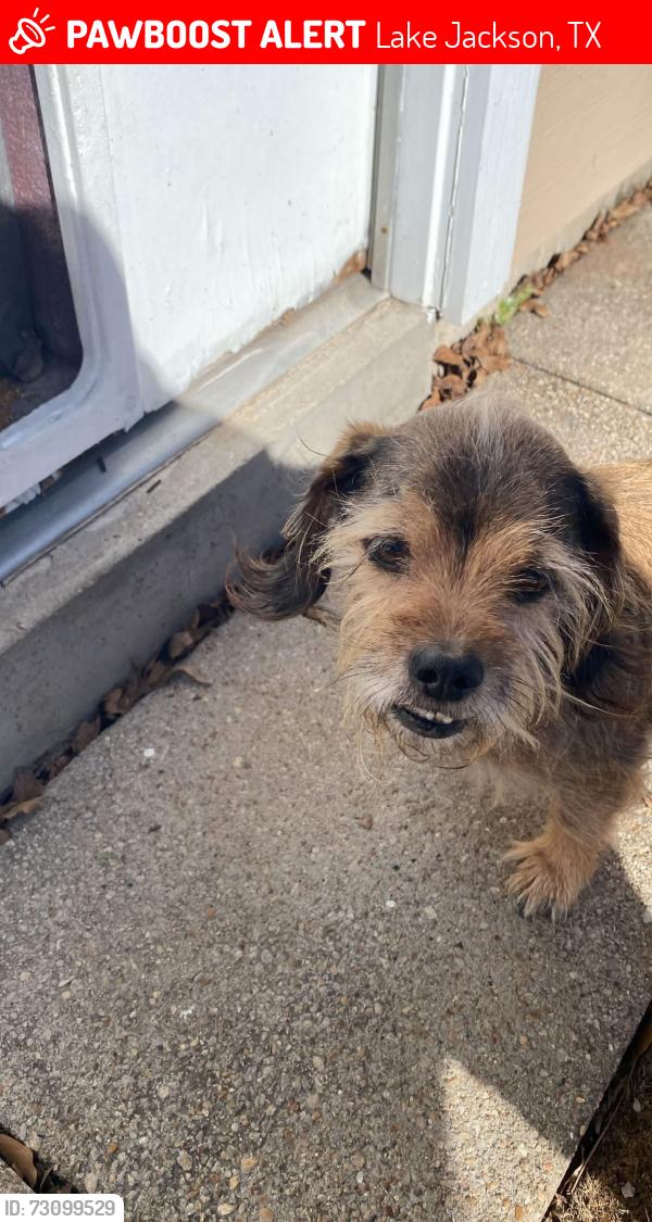 Lost Male Dog last seen Willow Drive, Lake Jackson, TX 77566