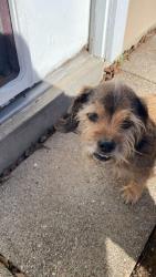 Lost Male Dog last seen Willow Drive, Lake Jackson, TX 77566