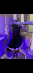 Lost Male Cat last seen Whyte ave, Edmonton, AB T6E 2H2