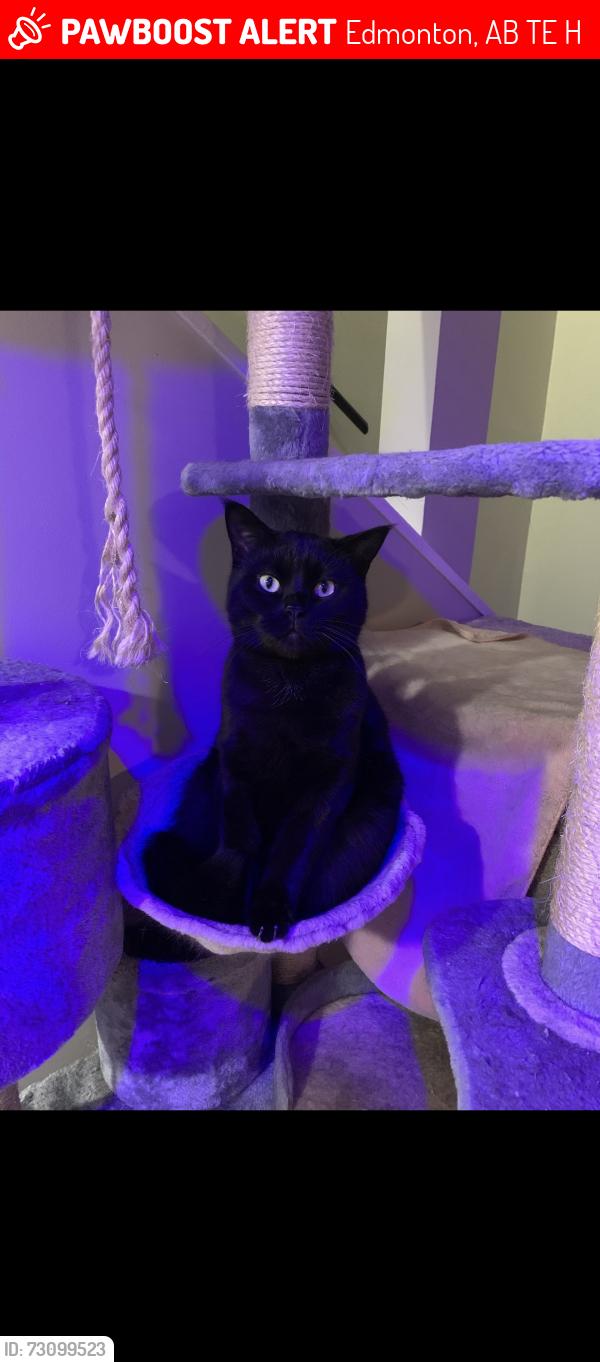Lost Male Cat last seen Whyte ave, Edmonton, AB T6E 2H2