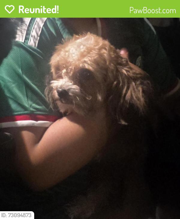 Reunited Male Dog last seen West 60 place and St. Louis, Chicago, IL 60629