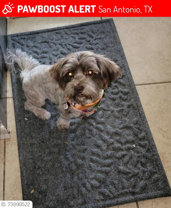 Lost Female Dog last seen La Barca St, San Antonio, TX 78233