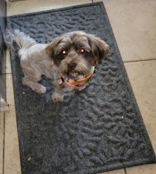 Lost Female Dog last seen La Barca St, San Antonio, TX 78233