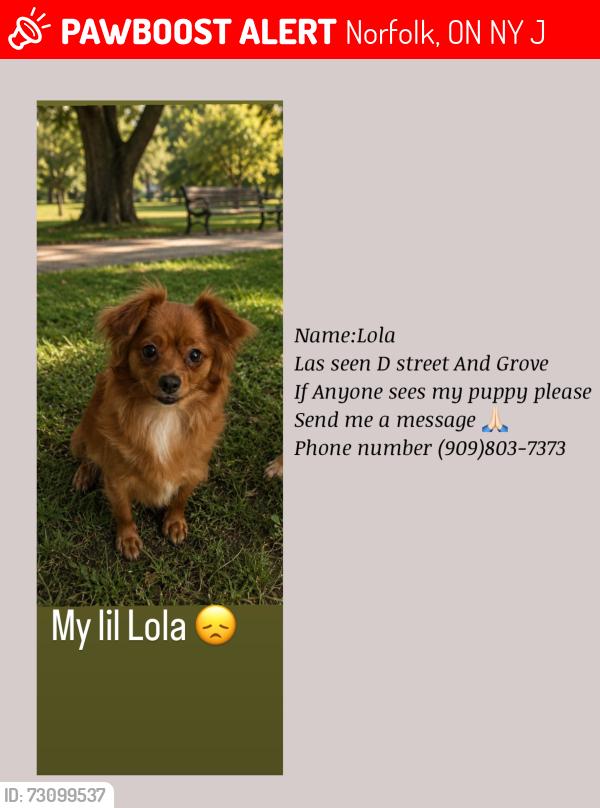 Lost Female Dog last seen D street and grove Ontario CA, Norfolk, ON N3Y 1J8