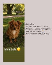 Lost Female Dog last seen D street and grove Ontario CA, Norfolk, ON N3Y 1J8