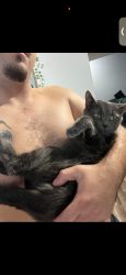 Lost Female Cat last seen Near Ridgewood ave , Joliet, IL 60432