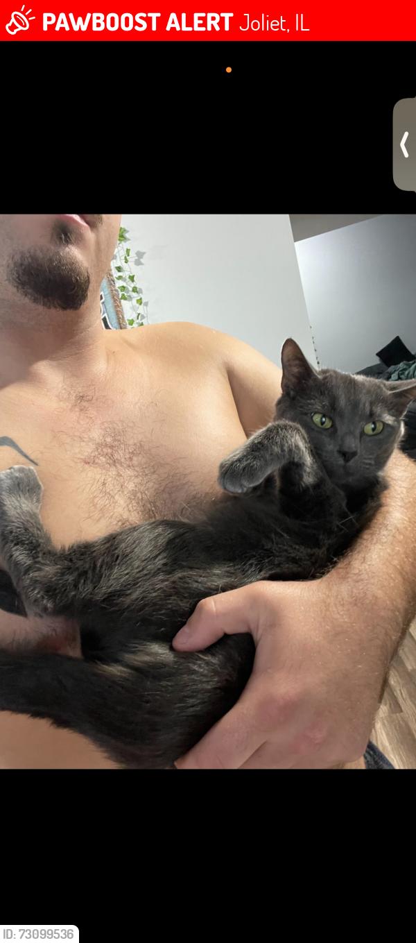 Lost Female Cat last seen Near Ridgewood ave , Joliet, IL 60432