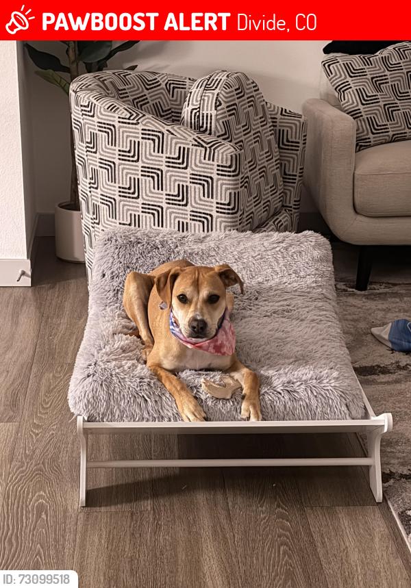Lost Female Dog last seen Grandview Cir and Grandview dr, Divide, CO 80814