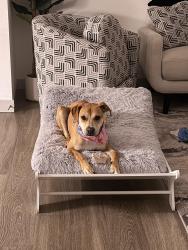 Lost Female Dog last seen Grandview Cir and Grandview dr, Divide, CO 80814