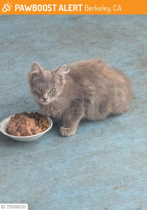 Found/Stray Unknown Cat last seen Blake and Fulton, Berkeley, Berkeley, CA 94704