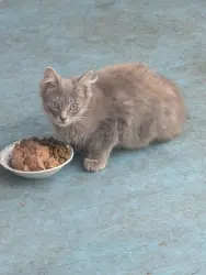 Found/Stray Unknown Cat last seen Blake and Fulton, Berkeley, Berkeley, CA 94704
