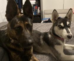 Reunited Female Dog last seen Summit St/Canal, Long Beach, CA 90810