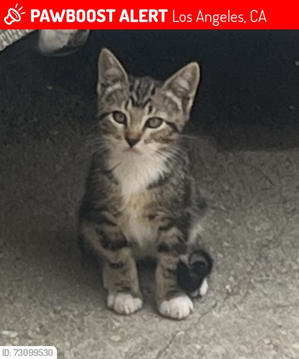 Lost Male Cat last seen W 70th St & 5th Ave, Los Angeles, CA 90043