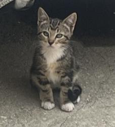 Lost Male Cat last seen W 70th St & 5th Ave, Los Angeles, CA 90043