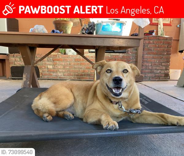Lost Female Dog last seen Ave 19 and 18, Los Angeles, CA 90031