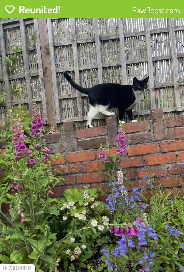 Reunited Female Cat last seen Downend road by fishponds road , Fishponds, England BS16 5AW