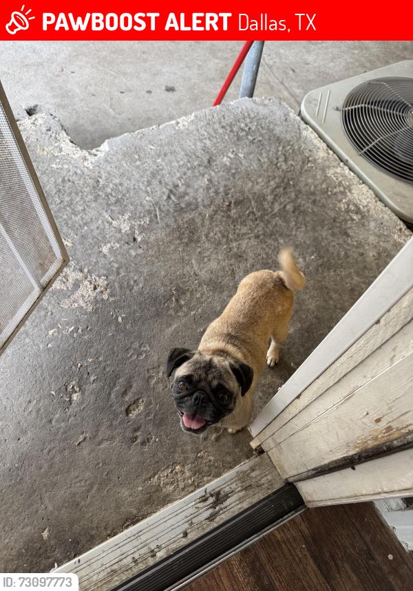 Lost Female Dog last seen Idaho Ave, Dallas, TX 75216