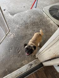 Lost Female Dog last seen Idaho Ave, Dallas, TX 75216