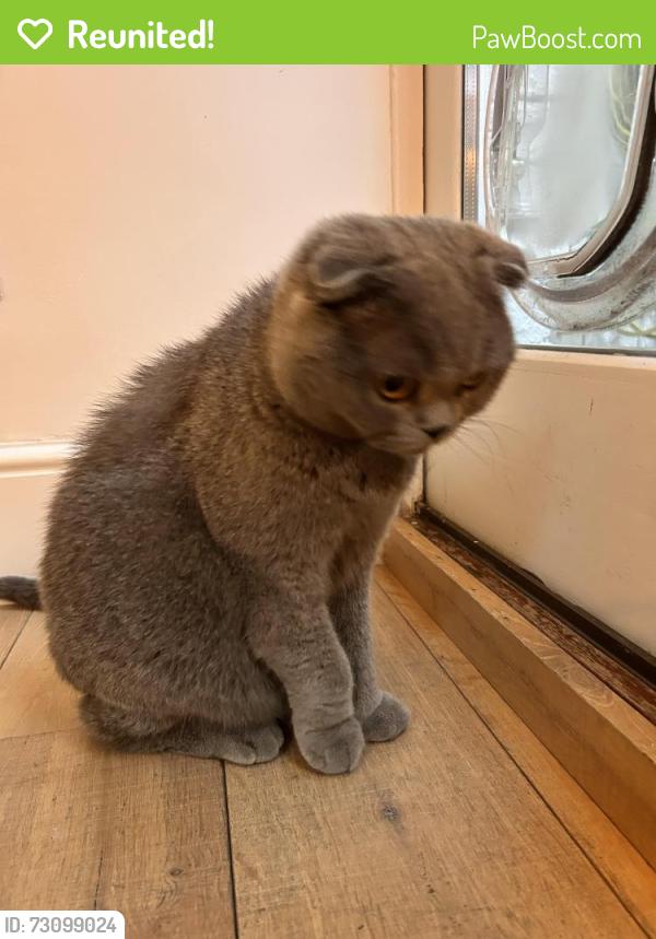 Reunited Male Cat last seen 12A Campden Hill Gardens , Greater London, England W8 7AY