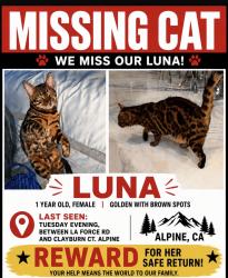 Lost Female Cat last seen Clayburn Court and La Force Alpine Ca, Alpine, CA 91901
