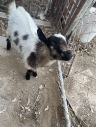Lost Male Other last seen WASSON canyon and hwy 74, Perris, CA 92570