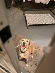 Reunited Female Dog last seen Near 1524 Ashley Garden, Charleston, SC 29414