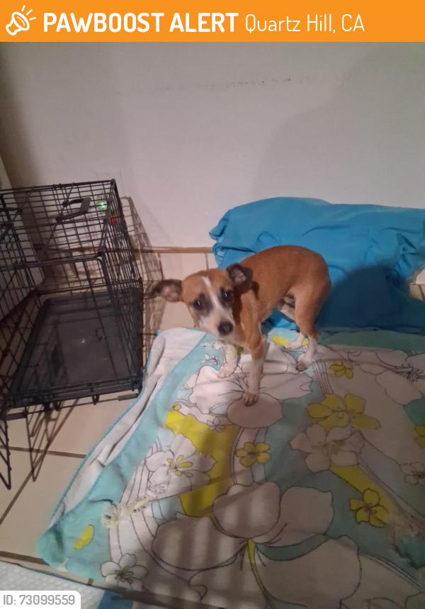 Found/Stray Female Dog last seen 45th and L14, Quartz Hill, CA 93536