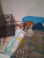 Found/Stray Female Dog last seen 45th and L14, Quartz Hill, CA 93536