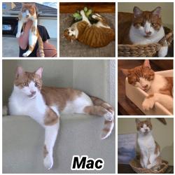 Lost Male Cat last seen Temperance/Bullard, Clovis, CA 93611