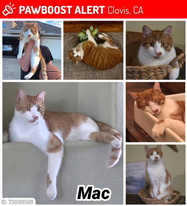 Lost Male Cat last seen Temperance/Bullard, Clovis, CA 93611