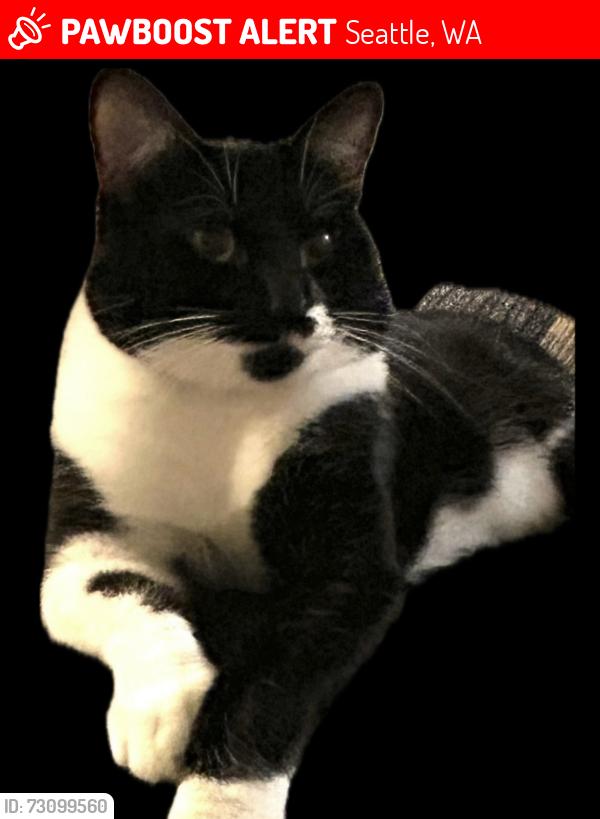 Lost Male Cat last seen Rainer view elementary, Seattle, WA 98178