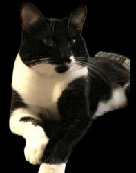 Lost Male Cat last seen Rainer view elementary, Seattle, WA 98178