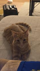 Reunited Male Cat last seen Entrance to 2nd half of king mountain archers trail, San Mateo County, CA 94062