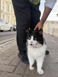 Found/Stray Unknown Cat last seen Alhambra road, Portsmouth, England PO4 0RN