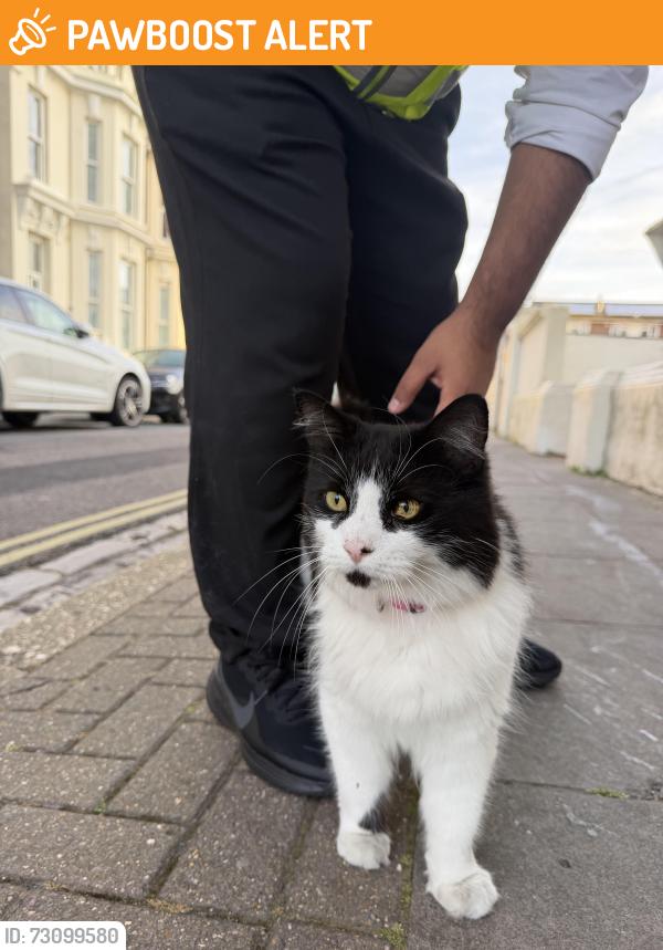 Found/Stray Unknown Cat last seen Alhambra road, Portsmouth, England PO4 0RN