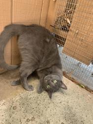 Reunited Female Cat last seen Foxdale cndmniums, Aurora, CO 80017