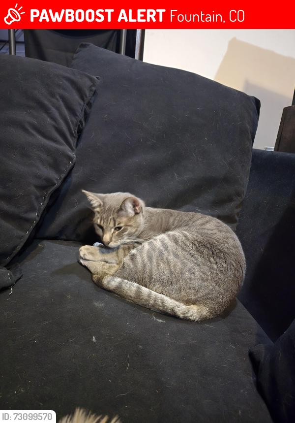 Lost Female Cat last seen Indian Village Hts & Boca Raton hts, Fountain, CO 80817