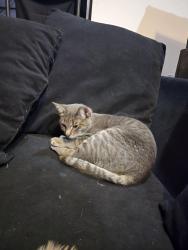 Lost Female Cat last seen Indian Village Hts & Boca Raton hts, Fountain, CO 80817