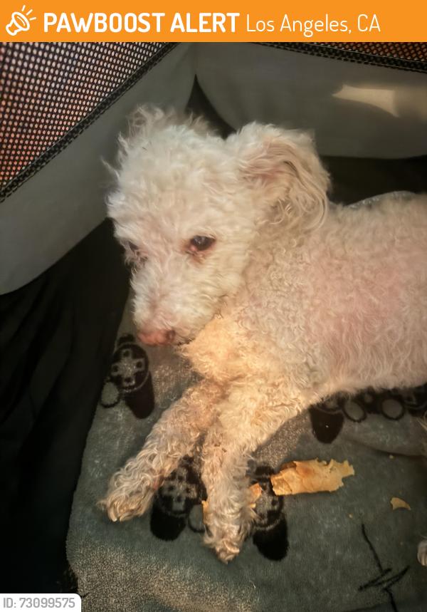 Found/Stray Male Dog last seen 65th & Figueroa, Los Angeles, CA 90044