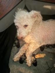Found/Stray Male Dog last seen 65th & Figueroa, Los Angeles, CA 90044