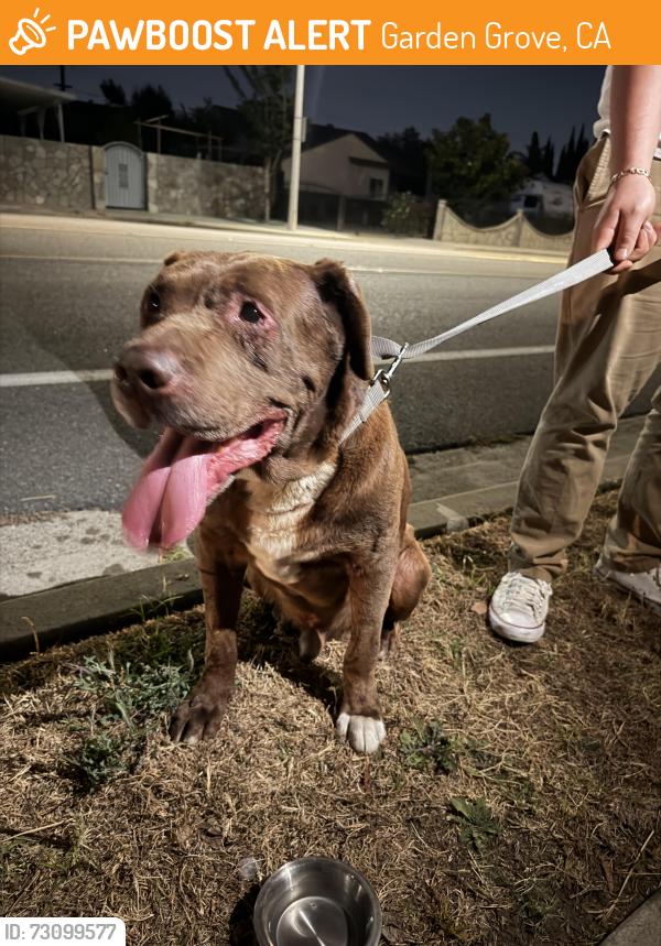 Found/Stray Male Dog last seen 9th and Daniel in Garden Grove, Garden Grove, CA 92840