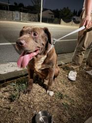 Found/Stray Male Dog last seen 9th and Daniel in Garden Grove, Garden Grove, CA 92840