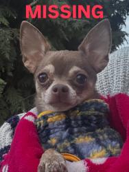 Reunited Female Dog last seen Salisbury ave & sunset blvd st.albert, St. Albert, AB T8N 0N7