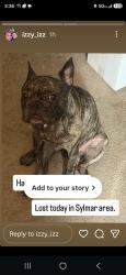 Lost Male Dog last seen Carey ranch, Los Angeles, CA 91342