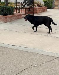 Found/Stray Male Dog last seen Crystal Ridge by Sun Haven, El Paso, TX 79938