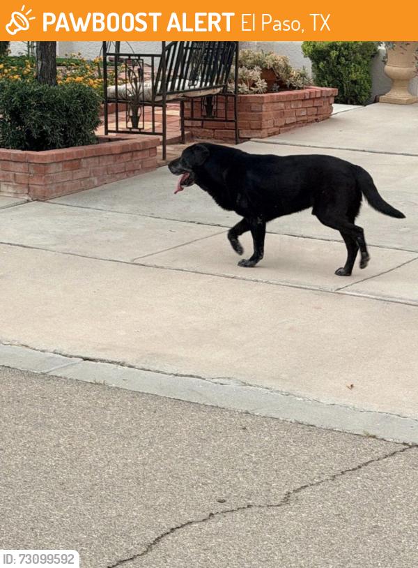 Found/Stray Male Dog last seen Crystal Ridge by Sun Haven, El Paso, TX 79938