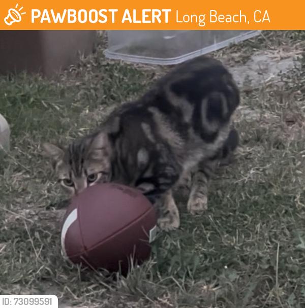 Found/Stray Male Cat last seen Vuelta Grande and Los Arcos, Long Beach, CA 90815